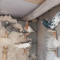 ۴ تا رنگی درجه یک کفتر بوم چنارون بیا بازی کن ببر