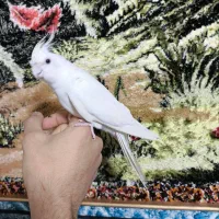 عروس هلندی آلبینو اهلی