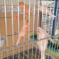 قناری رسمی سرخ و موزاییکی|پرنده|جرقویه, |دیوار