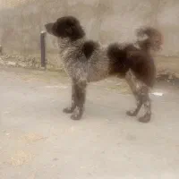 سگ خاسگریع نر معاوضه با لاس سراب پژدر