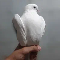 کفتر|پرنده|باغستان, |دیوار
