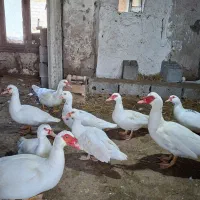 گله اردک اسراییلی سفید