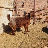 یک نری و یک گیسه چاق نزات مناسب کشتن نذر|حیوانات مزرعه|بم, |دیوار