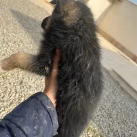 توله ژرمن|سگ|کرج, ملکآباد|دیوار