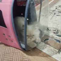 گربه پرشین 11ماه لوازم کامل قیمت 10 نر|گربه|آستارا, |دیوار