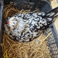 تخم نطفه دار گلین لری اصل|حیوانات مزرعه|رودبنه, |دیوار