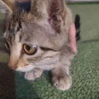 واگذاری گربه