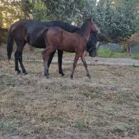 اسب|اسب و تجهیزات اسبسواری|ورامین, ورامین|دیوار