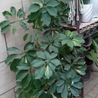 گل طبیعی گل اپارتمانی