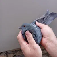 کفتر