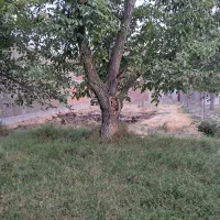 فروش زمین ۳۳۰ متری واقع در هاشم اباد|فروش دفتر صنعتی، کشاورزی، تجاری|مراغه, |دیوار