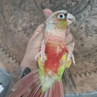 جفت گرینچک جوجه برزیلی|پرنده|قرچک, زیبا شهر|دیوار