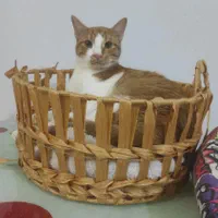 پانسیون تخصصی نگهداری گربه|لوازم جانبی حیوانات|بندرعباس, |دیوار