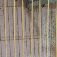 فنج کراواتی آواز خوان|پرنده|عجب شیر, |دیوار