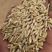 جو دیم مناسب بذر درجه یک اصلاح شده شرکتی