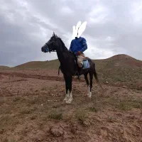 اسب نریان 5نشان
