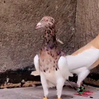 اگهی بخون عزیز ممنونم ازت