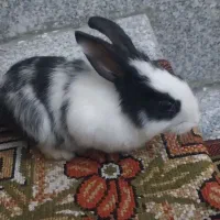 خرگوش
