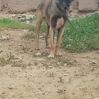 سگ سرابی