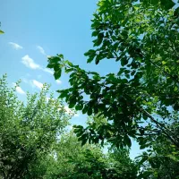 باغ-در-روستای-ریحان