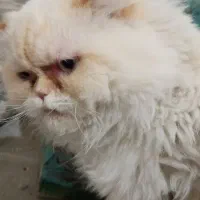 گربه پرشین هیمالین نر قیمت 6تومن مقطوع|گربه|کرمان, |دیوار