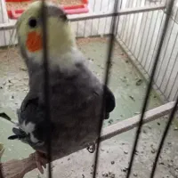 عروس هلندی نر بالغ