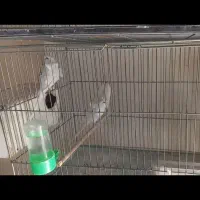 مرغ عشق پروانه ای شرابی