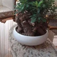 گلدان و گل طبیعی|گل و گیاه طبیعی|تربت‌حیدریه, شهرک ولیعصر|دیوار