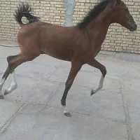 کره نریان کورد