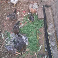 جوجه مرغ و خروس|حیوانات مزرعه|ماهان, |دیوار