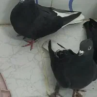 کبوتر دم سفید|پرنده|مشکیندشت, |دیوار