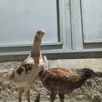 فروش یک جفت جوجه لاری ۵ماهه و گلین ۶ ماهه اصل