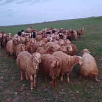 بره نر گوشتی واسه قربانی