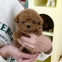 مالتیز عروسکی|سگ|سنندج, |دیوار