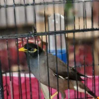 مرغ مینا سخنگو