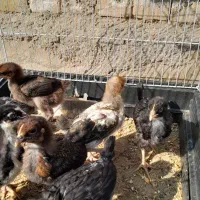 جوجه مرغ محلی