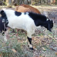 فروش یک راس بزغاله نر|حیوانات مزرعه|مینودشت, |دیوار