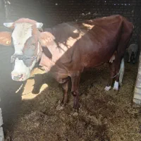 گاو با گوساله|حیوانات مزرعه|زابل, |دیوار