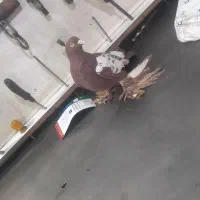 کفتر کوینحلی|پرنده|سهند, |دیوار