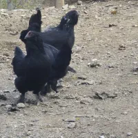 مرغ و خروس سیاه مرندی