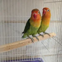 طوطی کوتوله برزیلی