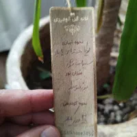 یک عدد فیکوس و یک عدد یوکا همراه با گلدان|گل و گیاه طبیعی|اصفهان, خانه اصفهان|دیوار