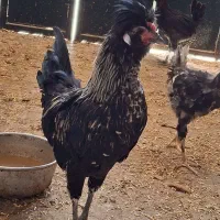 خروس|حیوانات مزرعه|شیراز, حجت آباد|دیوار