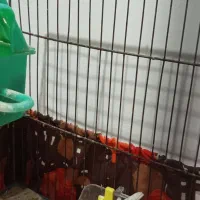 فنج ماده|پرنده|پاکدشت, پاکدشت (مامازند)|دیوار