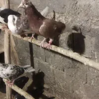 کبوتر غریبه