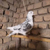 ۵تا کبوتر نر پرشی تضمینی|پرنده|خان ببین, |دیوار