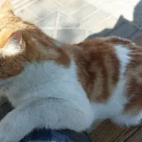 گربه پیدا شده|گربه|یزد, |دیوار