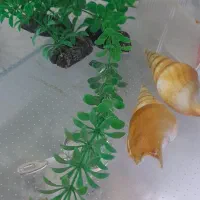 آکواریوم شیشه خم|ماهی|کرمانشاه, |دیوار