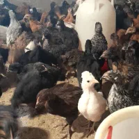 جوجه مرغ محلی و گلپایگان