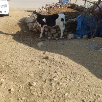 گوساله ماده|حیوانات مزرعه|منج, |دیوار